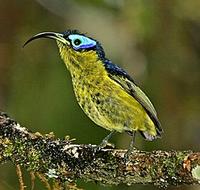 ... and the superb Common Sunbird-Asity (Pete Morris)