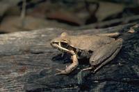 : Litoria latopalmata; Broad-palmed Frog