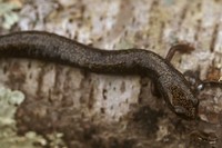 : Plethodon richmondi; Ravine Salamander