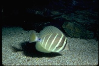 : Zebrasoma veliferum; Surgeonfish