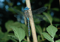 : Aeschna multicolor; Blue-eyed Darner