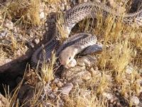 : Salvadora hexalepis hexalepis; Desert Patchnose Snake