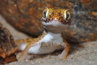 : Stenodactylus petersii; Peter's Thin-toed Gecko