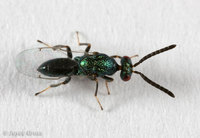 : Torymus sp.
