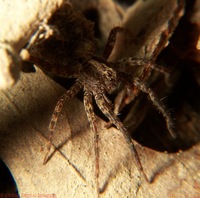 : Schizocosa sp.; Wolf Spider