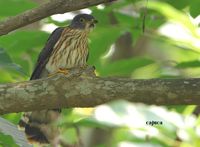 Malaysian Hawk Cuckoo » Cuculus fugax
