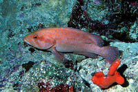 Cephalopholis oligosticta, Vermilion hind: aquarium