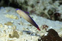 Nemateleotris decora, Elegant firefish: aquarium