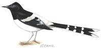 Image of: Enicurus leschenaulti (white-crowned forktail)