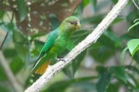 Golden-tailed Parrotlet - Touit surda