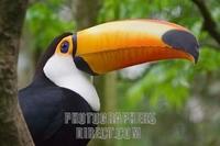 Touco tucan ( Ramphastos toco ) . Wild bird of Atlantic Rainforest . Tucano toco . Floresta Subt...