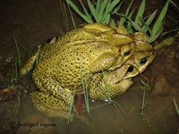: Bufo ictericus; Yellow Cururu Toad