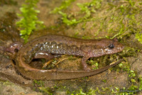 : Desmognathus fuscus; Northern Dusky Salamander