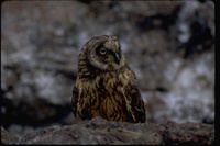 : Asio flammeus galapagoensis; Galapagos Short-eared Owl