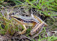 : Rana macrodactyla; Long-toed Slender Frog