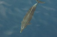 : Tursiops truncatus; Bottle-nosed dolphin