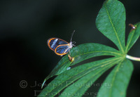 : Episcada hymenaea; Clearwing Butterfly