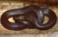 : Pseudoeryx plicatilis; Snake