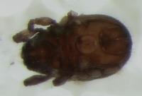 : Hermanniella sp.