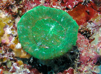 : Scolymia cubensis; Artichoke Coral