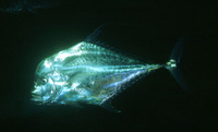 Image of Alectis indicus, Indian threadfish, Indiese spieëlvis, Talakitok, Khait, Othaimy, Bambo...