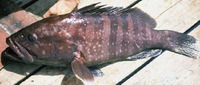 Epinephelus mystacinus, Misty grouper: fisheries, gamefish