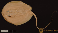 Dasyatis garouaensis, Smooth freshwater stingray: