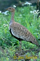 Lophotis ruficrista - Red-crested Bustard