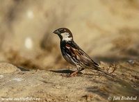 Passer hispaniolensis - Spanish Sparrow