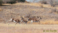 Gazella subgutturosa - Goitered Gazelle