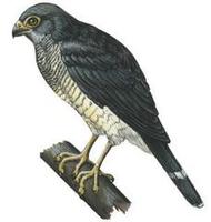 Image of: Micrastur plumbeus (plumbeous forest falcon)