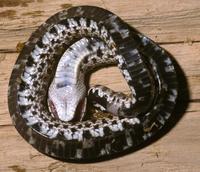 Image of: Heterodon nasicus (western hog-nosed snake)