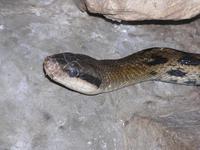 Orthriophis taeniurus - Asiatic Rat Snake