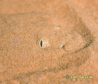 Cerastes vipera - Pygmy Sand Viper