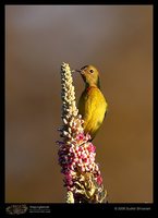 Fire-tailed Sunbird - Aethopyga ignicauda
