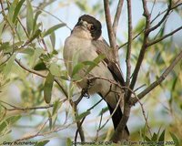 Gray Butcherbird - Cracticus torquatus