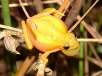 : Dendropsophus minutus; Lesser Treefrog