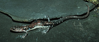 : Plethodon ouachitae; Rich Mountain Salamander