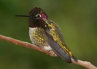 : Calypte anna; Anna's Hummingbird