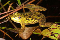 : Rana septentrionalis; Mink Frog