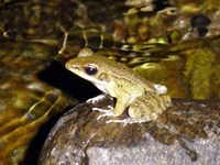 : Rana spinulosa; Fine-spined Frog