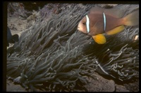: Amphiprion chrysopterus; Orangefin Anemonefish