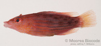 : Pseudocheilinus octotaenia
