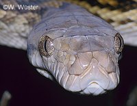 : Morelia kinghorni; Amethistine Python