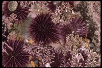 : Strongylocentrotus purpuratus; Purple Sea Urchin