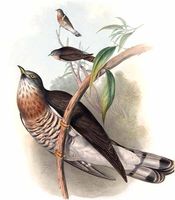 Large Hawk-Cuckoo © John Gould
