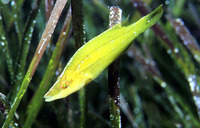 Symphodus rostratus, : aquarium