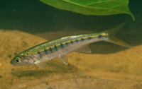 Raiamas senegalensis, Silver fish: