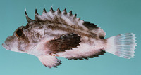 Minous monodactylus, Grey stingfish: fisheries