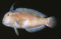 Xyrichtys dea, Blackspot razorfish: aquarium